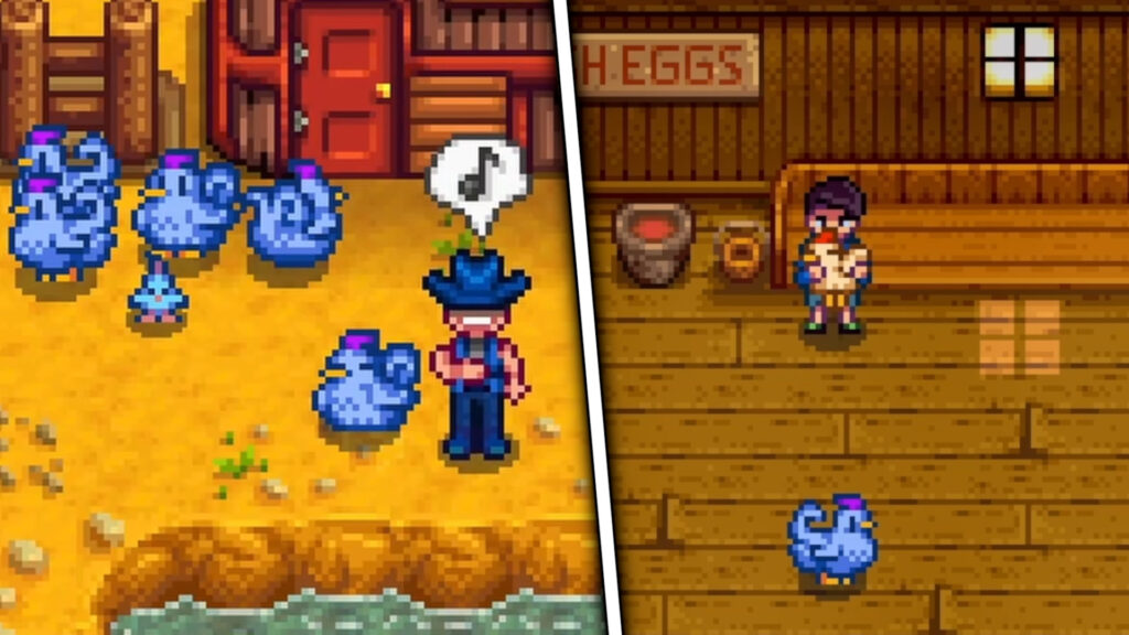 Stardew Valley Myth: you need to date and marry shane to get blue chickens